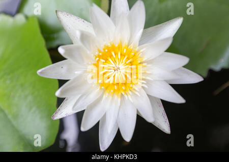 Close-up wunderschöne Lotusblume, White Lotus Flower wählen Sie Fokus verschwimmen oder unscharf Soft Focus, Lotus Blume Hintergrund Stockfoto