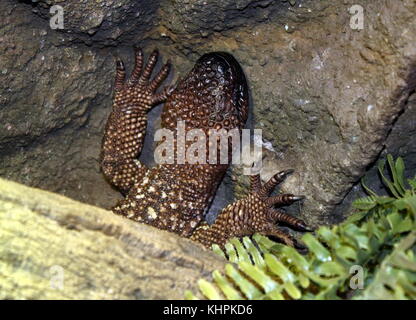 Mexican beaded Lizard (Heloderma horridum exasperatum), auch bekannt als Rio Fuerte beaded Lizard Stockfoto