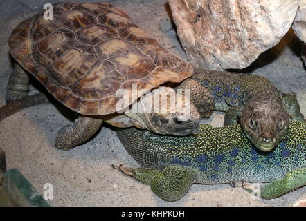 East African Pfannkuchen Schildkröte (Malacochresus tornieri, Testudo tornieri), zusammen mit den paar Lembeh Eidechsen (Timon Fuchsjagd, Lacerta lepida). Stockfoto