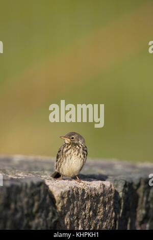 Rock pieper Anthus petrosus Jugendlicher auf Brücke Mull in Schottland Stockfoto