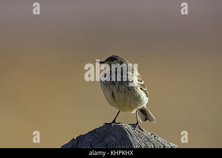 Amerikanische pieper Anthus rubescens auf zaunpfosten Bosque Del Apache National Wildlife Refuge in Arkansas USA gehockt Stockfoto