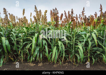 Sorghum Pflanzen in Feld. landwirtschaftlichen Konzept. Stockfoto