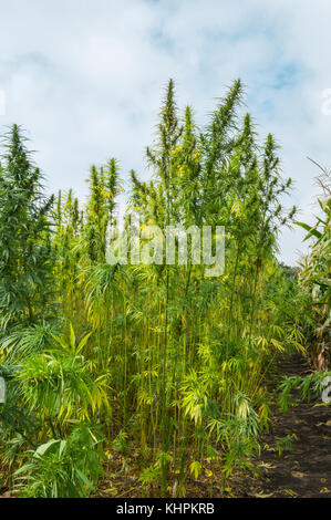 Bereich der industriellen Hanf vor blauem Himmel. Stockfoto