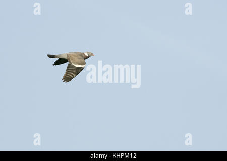 Gemeinsame woodpigeon Columba palumbus im Flug Stockfoto