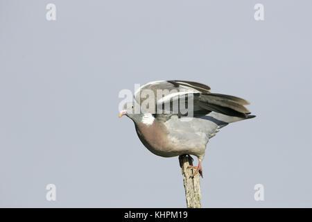Gemeinsame woodpigeon Columba palumbus Flucht Stockfoto