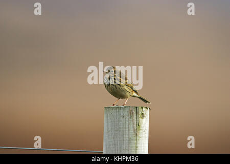 Wiesenpieper Anthus pratensis thront am Straßenrand Zaunpfosten Islay Argyll der Bute Schottland Großbritannien Stockfoto