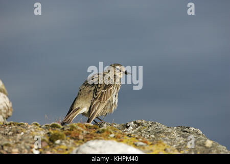 Rock pieper Anthus petrosus Putzen an einer Wand Loch na Keal Mull Argyll und Bute Schottland Großbritannien Stockfoto