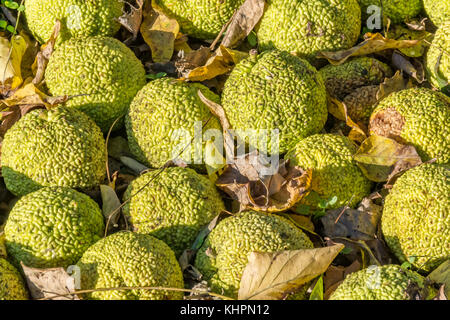 Reife Frucht eines ausgereiften Osage orange tree Stockfoto