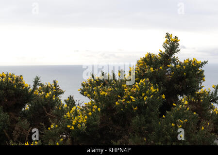 Blick aus Meer über eine gelbe Ginster Bush von oben Barmouth, abermaw zu, Wales Stockfoto