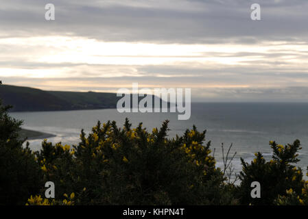 Blick aus Meer über eine gelbe Ginster Bush von oben Barmouth, abermaw zu, Wales Stockfoto
