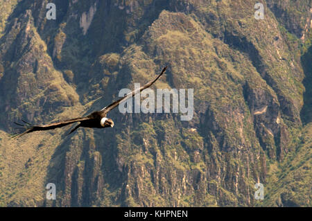 Der Andenkondor fliegt über den Colca Canyon auf dem Cruz del Cóndor am Colca Canyon, Peru Stockfoto