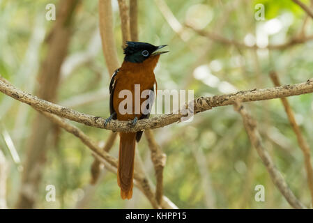Madagaskar paradise Schopftyrann (Terpsiphone mutata) sitzt auf einem Ast, Arboretum d'andtsokay, Madagaskar Stockfoto