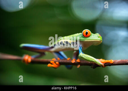 Red Eyed Tree Frog, Agalychnis callidrias neugierig Treefrog im Regenwald Costa Rica, Mittelamerika. Stockfoto