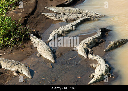 Riesen Krokodile (Crocodylus acutus) Rest am Ufer des Rio Tarcoles. Costa Rica. Spitzkrokodil (Crocodylus acutus). Mittelamerika, Costa Ric Stockfoto