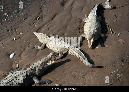 Riesen Krokodile (Crocodylus acutus) Rest am Ufer des Rio Tarcoles. Costa Rica. Spitzkrokodil (Crocodylus acutus). Mittelamerika, Costa Ric Stockfoto