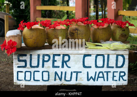 Verkäufe der kalten Kokosnuss Wasser oder Milch in Manuel Antonio, Costa Rica, Mittelamerika. Stockfoto