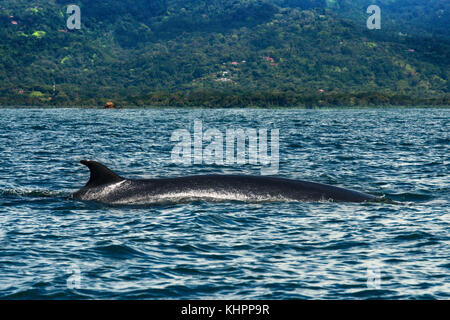 Ein Buckelwal aus dem Wasser des Ballena National Marine Park in der Nähe von Rosario während der vierten jährlichen Festival der Delfine und Wale Stockfoto