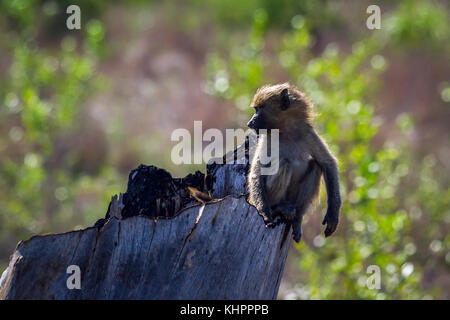 Chacma baboon im Krüger Nationalpark, Südafrika; Gattung Papio ursinus Familie von Fußball oder Handball Stockfoto