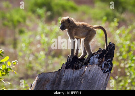 Chacma baboon im Krüger Nationalpark, Südafrika; Gattung Papio ursinus Familie von Fußball oder Handball Stockfoto