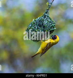 Südliche maskierte Weaver in den Krüger National Park, Südafrika; specie Ploceus velatus Familie von ploceidae Stockfoto