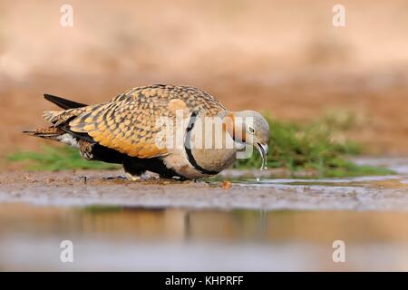 Der Mann in Schwarz-bellied Sandgrouse (Pterocles orientalis) Trinkwasser aus dem Pool in der Oase in der Wüste. Stockfoto