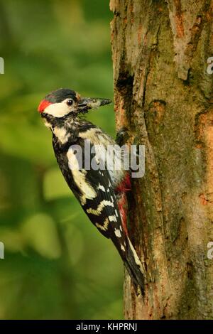 Buntspecht (Dentrocopus major) die Fütterung der Kleinen. Specht an der Nest im Wald. Stockfoto