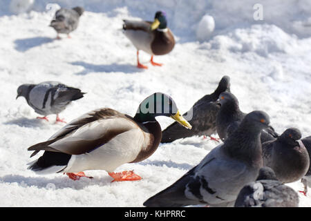 Stockente mit Tauben essen ein brotkrumen in der Nähe des zugefrorenen Fluss im Winter. Stockfoto