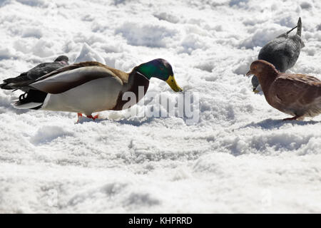 Stockente mit Tauben essen ein brotkrumen in der Nähe des zugefrorenen Fluss im Winter. Stockfoto