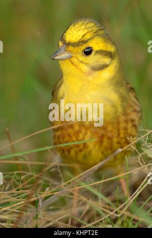 Die Goldammer wären - Emberiza citrinella Sitzen im grünen Gras im Frühling Stockfoto