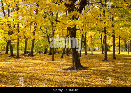 Vergilbte ahorn Bäume im Herbst Park Stockfoto