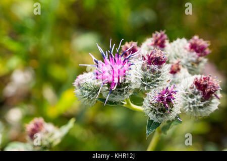 Blüte Große Klette (arctium Lappa) Stockfoto