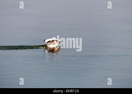 Pelikan ist getränkt von dem See Israel migration Zeit Stockfoto