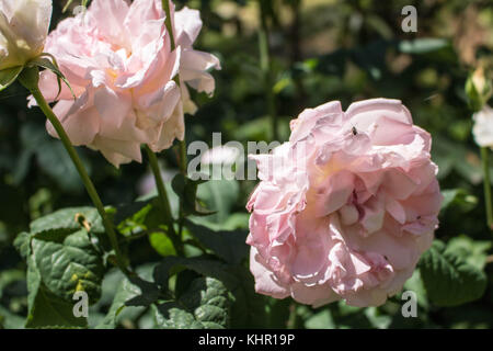 Zwei schöne Rosen Stockfoto