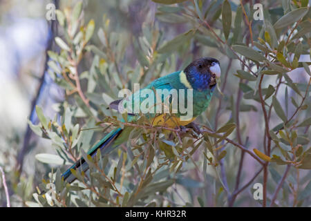 Australische ringneck (barnardius zonarius) aka Port Lincoln Parrot Stockfoto