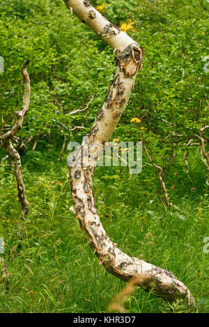 Nalychevo Naturpark, Kamtschatka, Sibirien, Russland Stockfoto