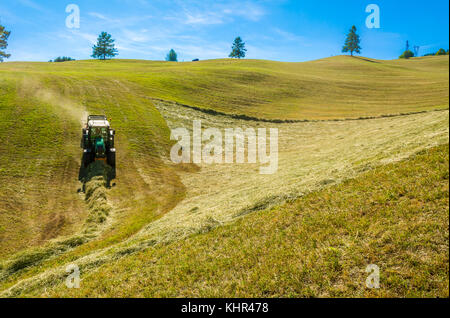 Heuernte auf einem Hügel mit Reihen von Heu, Heu heuwender und ein Heu-Lader Stockfoto