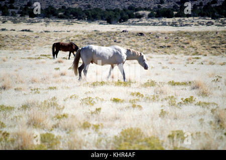 Eine wilde weiße Hengst Weiden in der Wüste von Utah. Stockfoto