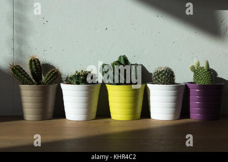 Cacti: Eine Gruppe von kleinen Kakteen in Bunte Töpfe Stockfoto