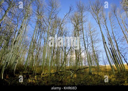 Sonnenlicht durch einen Wald von Willow Bäume auf einem strahlend blauen Himmel. Stockfoto