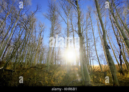 Sonnenlicht durch einen Wald von Willow Bäume auf einem strahlend blauen Himmel. Stockfoto