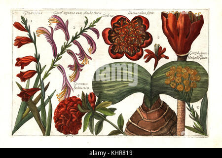 Schwertlilie, Gladiolus communis 1, Gladiolus dalenii 2, cudweed, Helichrysum luteoalbum 3, Granatapfel Blume, Punica Granatum 4 und Blut Lily, Haemanthus Sanguineus 5. (Gladiolus, Gladiolen affinis seu Aniholissa, Granata balaustia, Haemanthus Africanus, Gnaphalium seu Helychrysum.) Papierkörbe Kupferstich nach Mario Cammerari von Professor Filippo Arena La Natura e cultura dei Fiori fisicamente esposta (die Natur und Kultur der Blumen physisch angezeigt), Palermo, Italien, 1771. Stockfoto