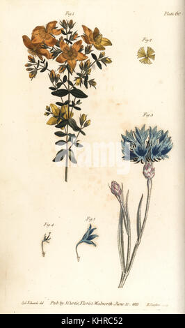 Johanniskraut, Hypericum perforatum, Polyadelphia, 1,2 und blaue Flasche oder Kornblume, Centaurea cyanus, Syngenesia, 3-5. Papierkörbe Kupferstich von F. Sansom der botanischen Illustration von Sydenham Edwards für William Curtis' Vorlesungen über Botanik, wie im Botanischen Garten in Lambeth, 1805 geliefert. Stockfoto