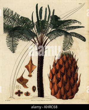 Queen Sagomark und Endivie, Cycas circinalis Cycas. Gefährdet. Papierkörbe Kupferstich von Swan nach einer Illustration von William Jackson Hooker von Samuel Curtis Botanical Magazine, London, 1828. Stockfoto