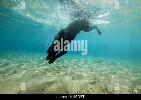 Schwarzer Hund taucht unter Wasser hinter einem Stein Stockfoto