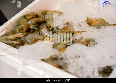 In der Nähe von frisch gefangen ist, die europäischen braun Garnelen oder Crangon crangon für den Verkauf in der griechischen Fischmarkt in Blocklagerung Stockfoto