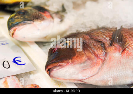 In der Nähe von frisch gefangenen Sackbrasse oder Pagrus pagrus auf Eis bis zum Verkauf gesäumt in der griechischen Fischmarkt Stockfoto