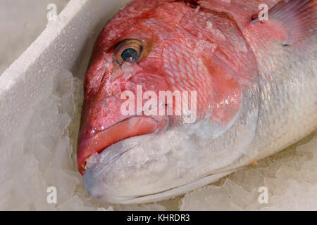 In der Nähe von frisch Red Snapper oder Lutjanus campechanus mit scharfen Zähnen gefangen auf Eis für den Verkauf in der griechischen Fischmarkt Stockfoto