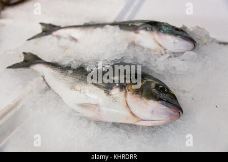 In der Nähe von Frisch vergoldeten gefangen - Kopf Dorade oder sparus aurata auf Eis bis zum Verkauf gesäumt in der griechischen Fischmarkt Stockfoto