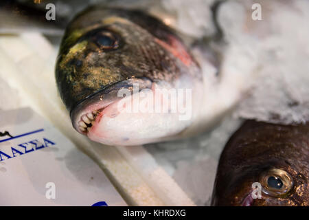 In der Nähe von Frisch vergoldeten gefangen - Kopf Dorade oder sparus aurata mit offenen Mund und scharfen Zähnen auf Eis für den Verkauf in der griechischen Fischmarkt Stockfoto