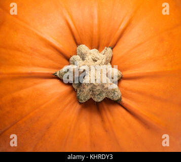 In der Nähe von großen orange Kürbis Stockfoto